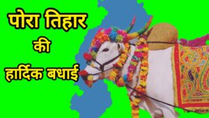 Happy Tija Pora festival 
